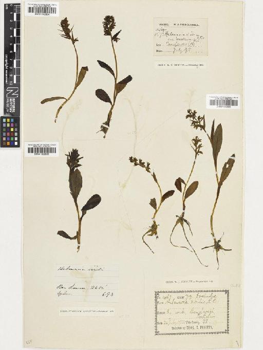 Coeloglossum viride (L.) Hartm. - BM001002804