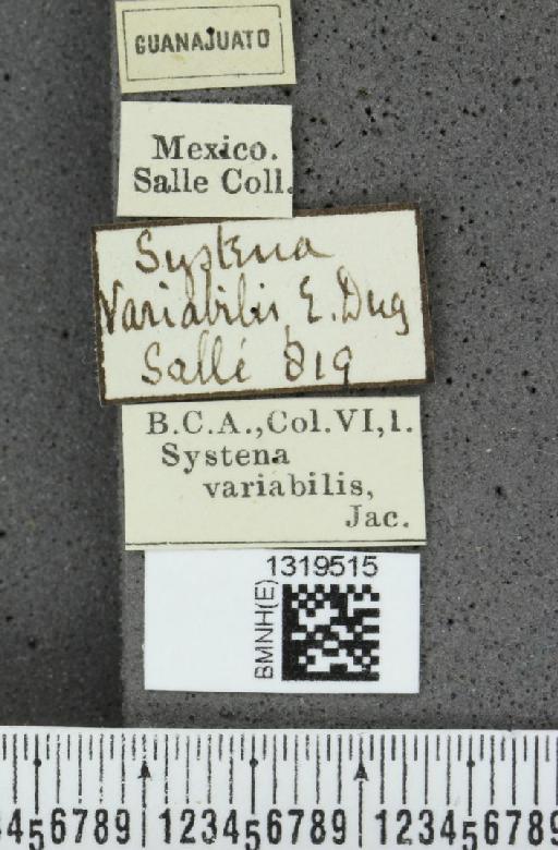 Systena variabilis Jacoby, 1884 - BMNHE_1319515_label_26488