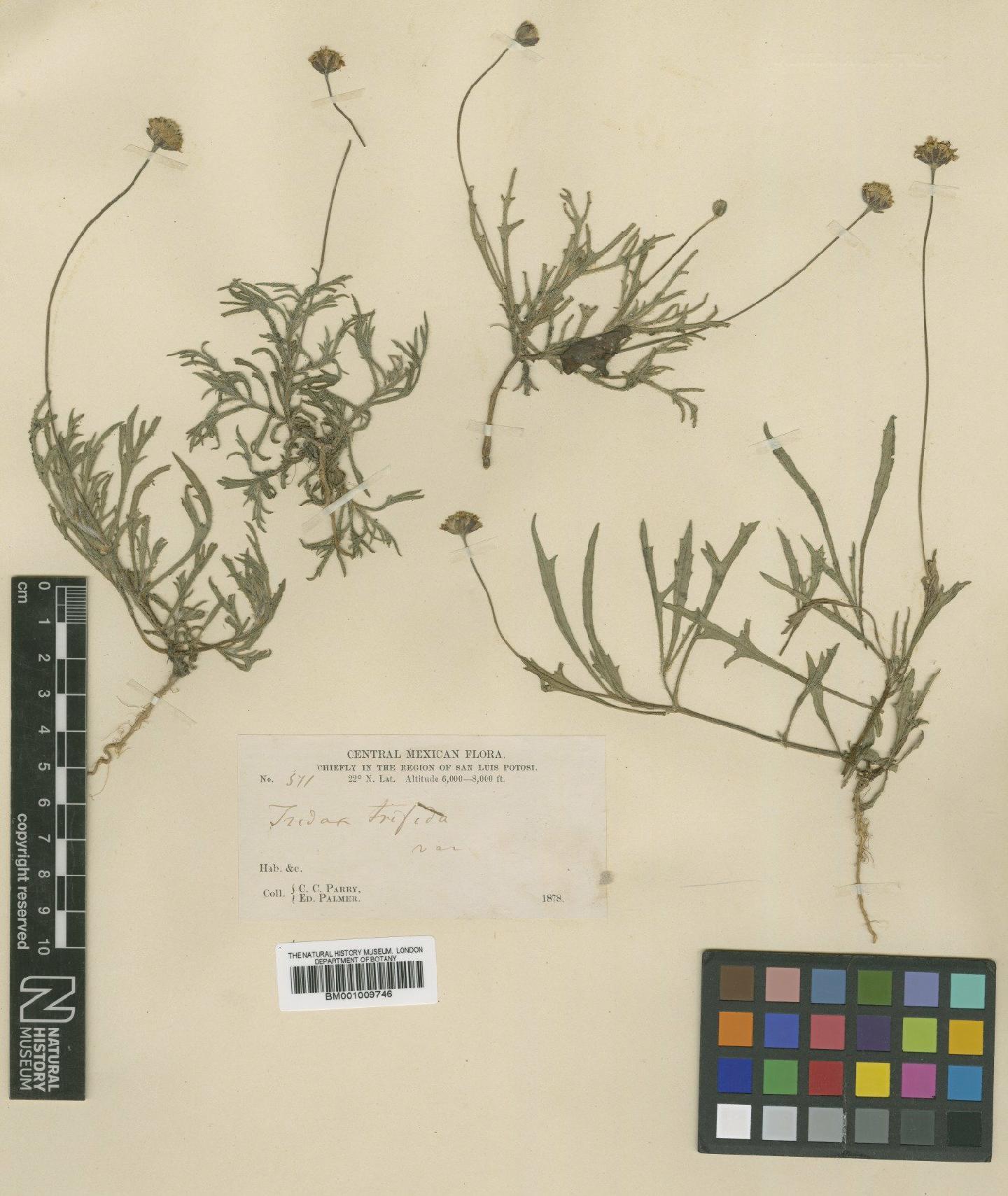 To NHMUK collection (Tridax coronopifolia (Kunth) Hemsl.; NHMUK:ecatalogue:621125)