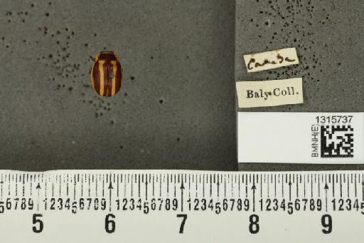 Calligrapha (Bidensomela) praecelsis (Rogers, 1856) - BMNHE_1315737_15780