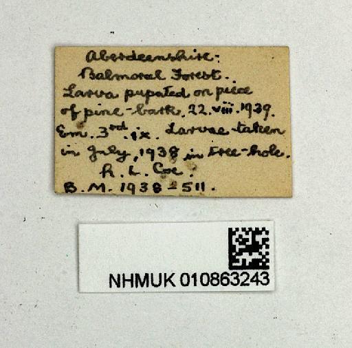 Callicera rufa Schummel, 1841 - 010863243-Callicera_rufa-labels