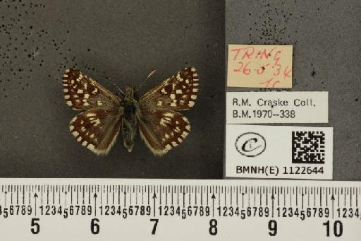 Pyrgus malvae (Linnaeus, 1758) - BMNHE_1122644_77438