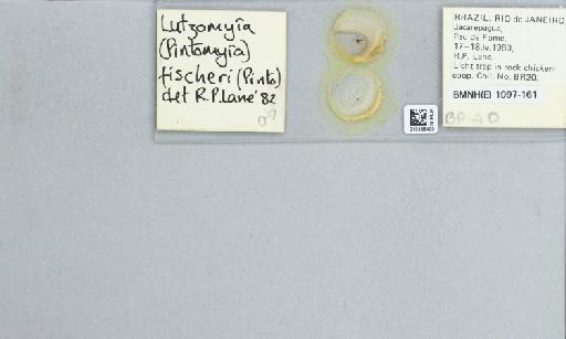 Lutzomyia (Pintomyia) fischeri Pinto, 1926 - 015388400_119964_1329455_157792_NoStatus