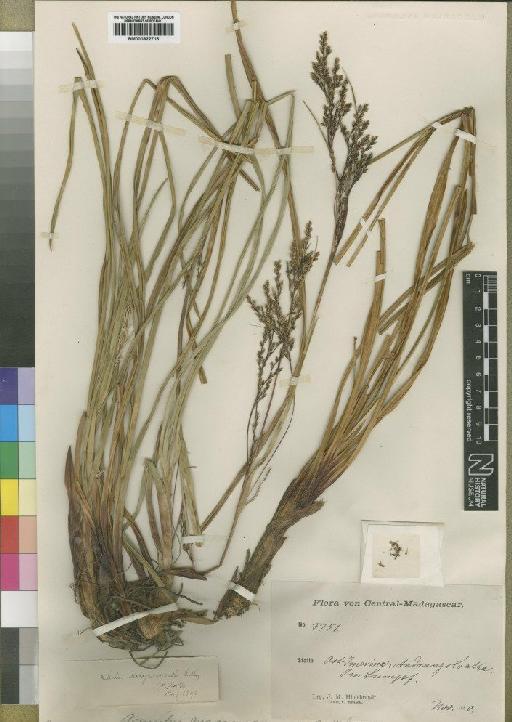 Scleria griegiifolia (Ridl.) C.B.Clarke - BM000922716