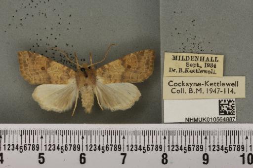 Cirrhia ocellaris ab. intermedia Habich, 1895 - NHMUK_010564887_622475