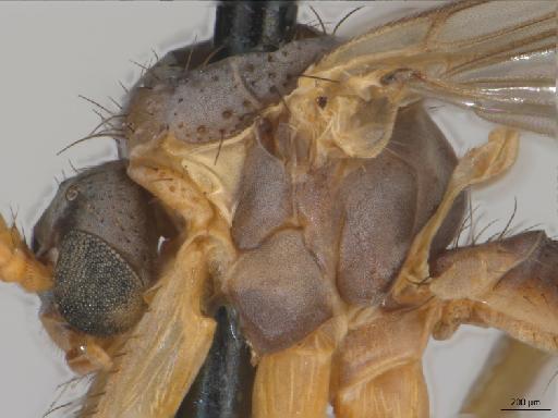 Mycomya (Mycomya) clavigera (Lundström, 1912) - 010626456_Mycomya_clavigera_M_griseovittata_STBMNH257345_thorax_l