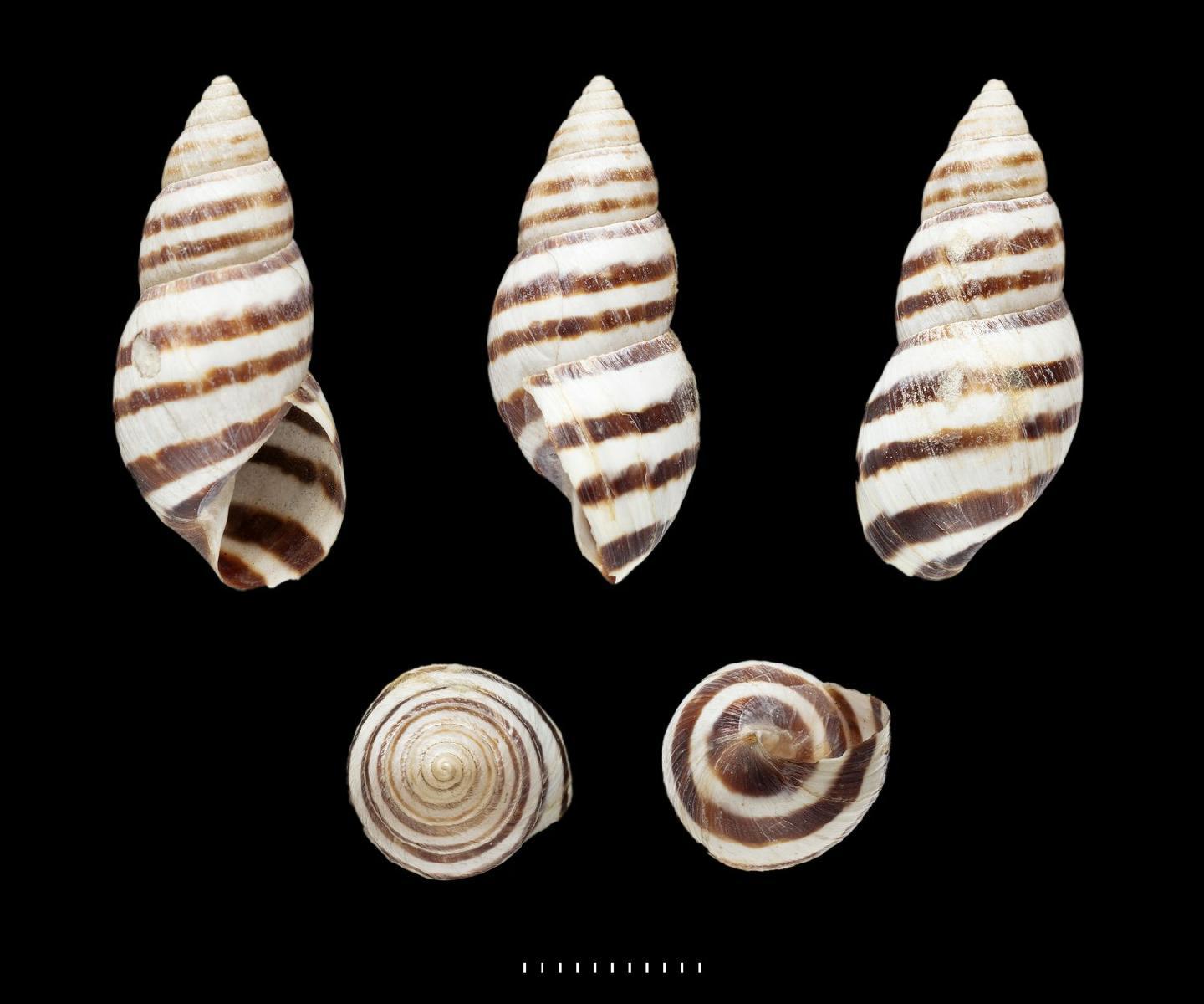 To NHMUK collection (Bulimus nigrofasciatus Pfeiffer, 1846; SYNTYPE; NHMUK:ecatalogue:2650764)