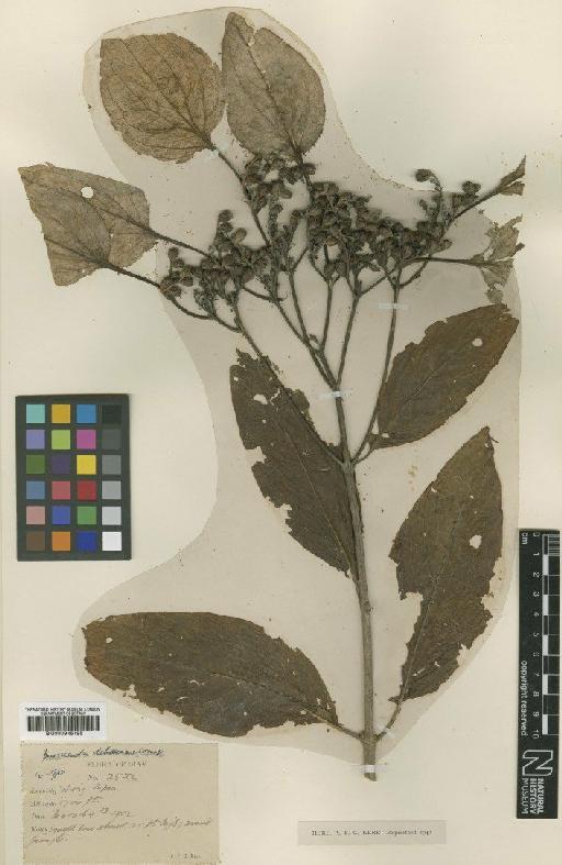 Mussaenda dehiscens Craib - BM000945195