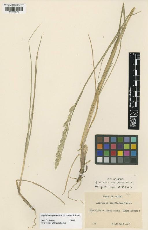 Elymus magellanicus (E.Desv.) Á.Löve - BM000833370