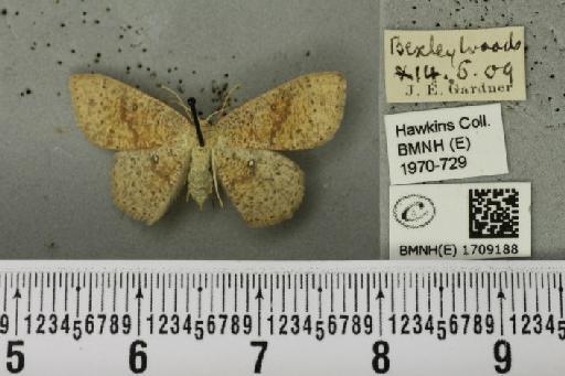 Cyclophora porata (Linnaeus, 1767) - BMNHE_1709188_275488