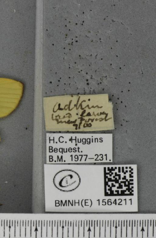 Lithosia quadra (Linnaeus, 1758) - BMNHE_1564211_label_285645