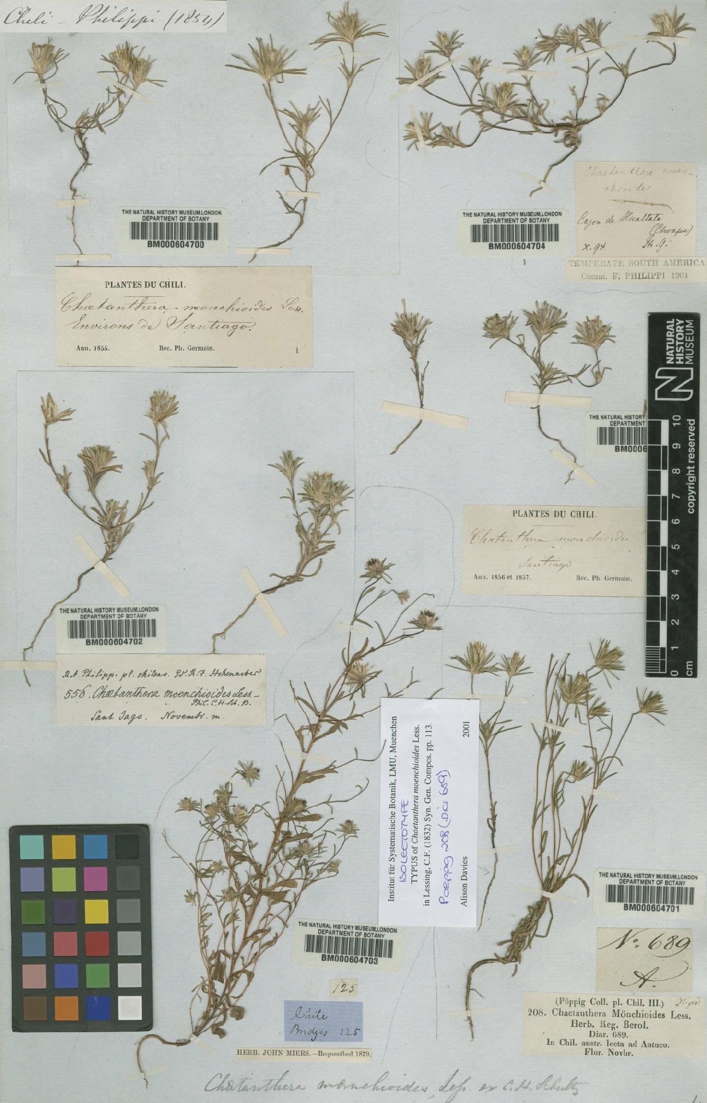 To NHMUK collection (Chaetanthera moenchioides Less.; NHMUK:ecatalogue:4683053)