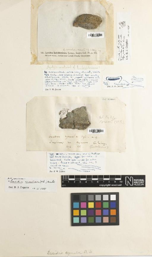 Bacidia arceutina (A C H) Rehm & Arnold - BM000974474