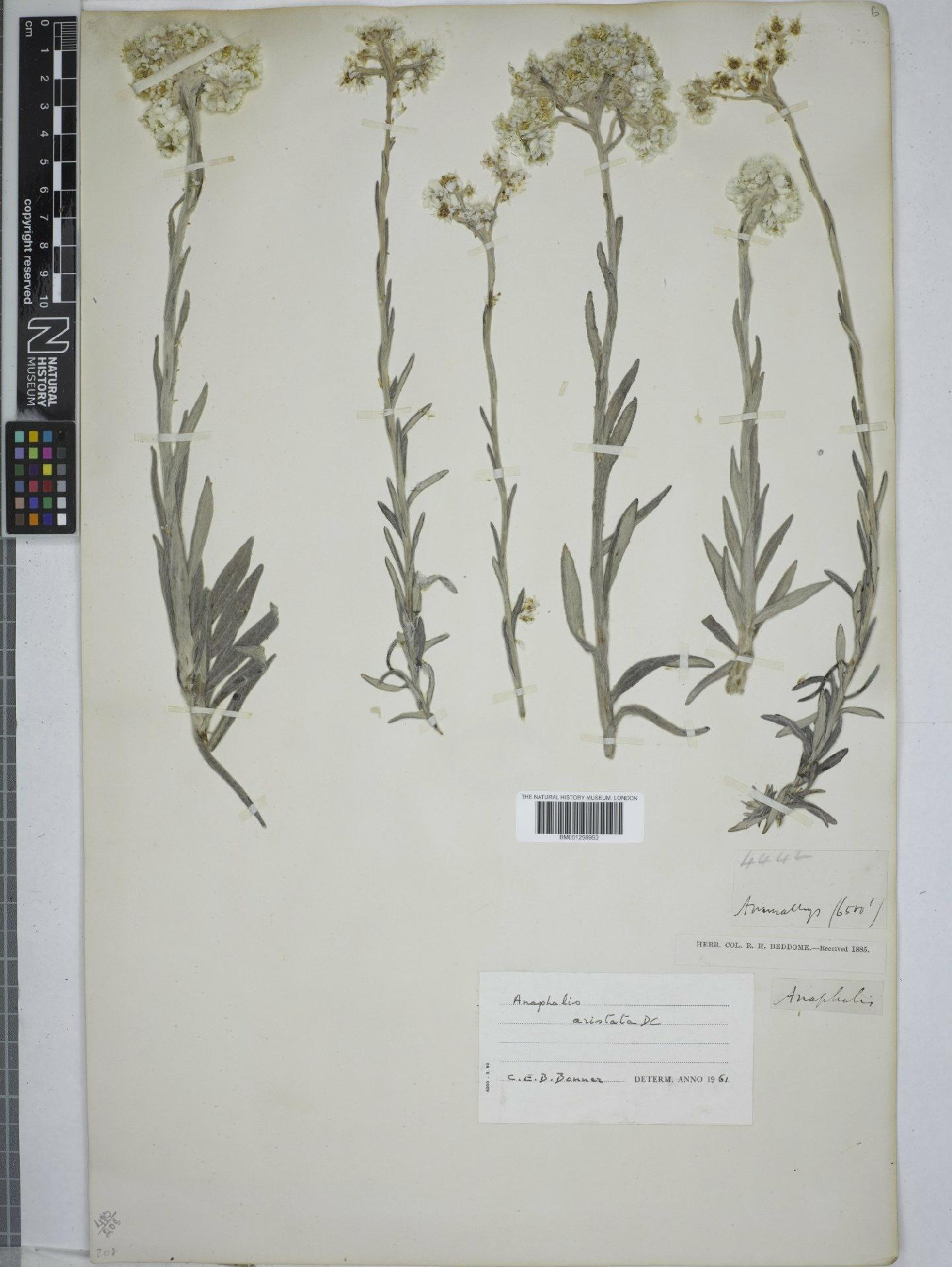 To NHMUK collection (Anaphalis aristata (DC.) DC.; NHMUK:ecatalogue:9151755)