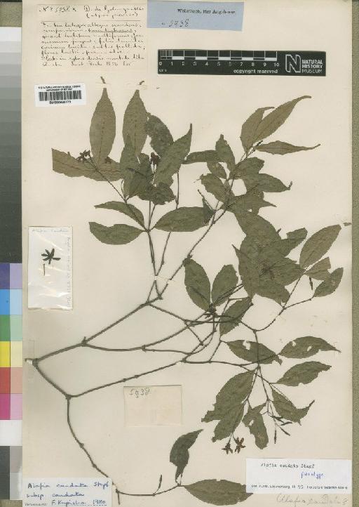 Alafia caudata Stapf - BM000925776