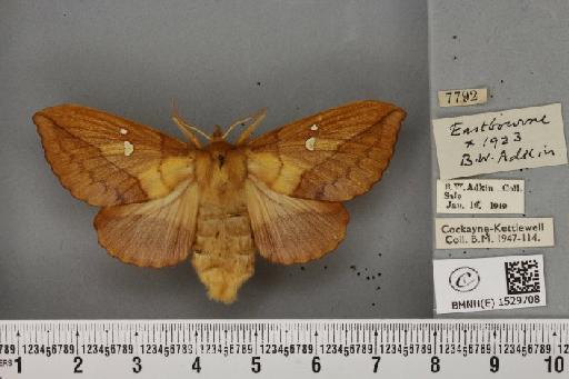 Euthrix potatoria ab. obscura Closs, 1920 - BMNHE_1529708_197187