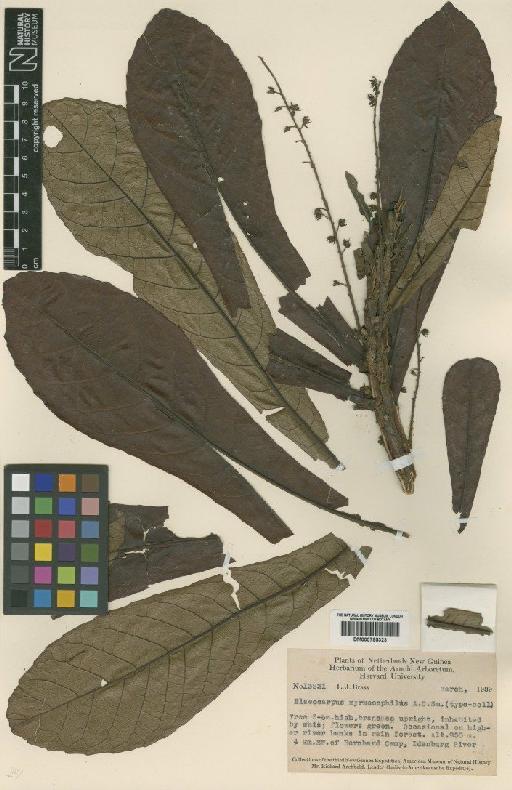 Elaeocarpus myrmecophilus A.C.Sm. - BM000795323