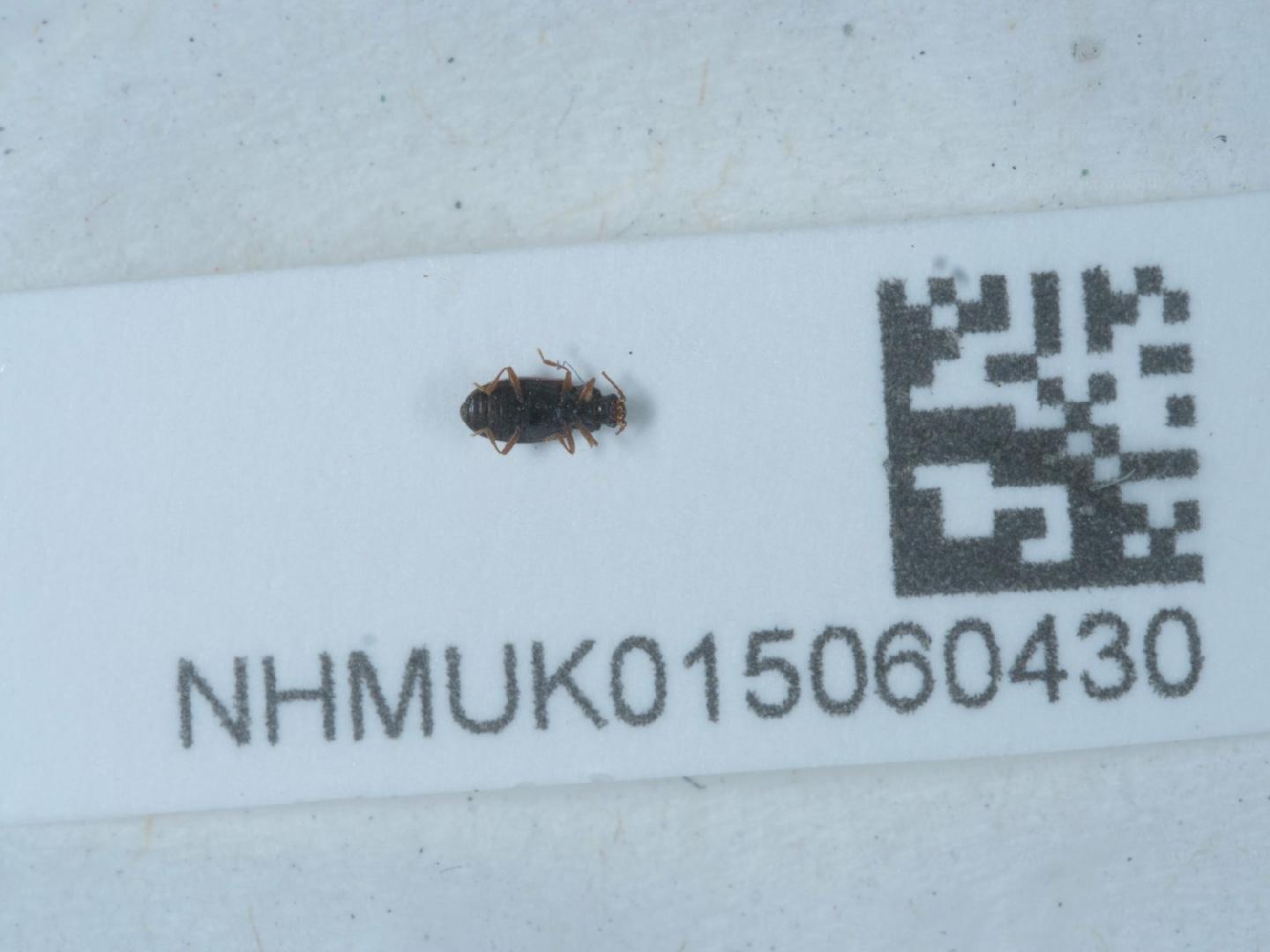 Paramecosoma melanocephalum thumbnail