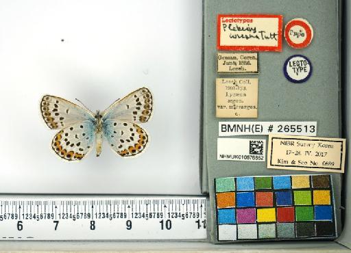 Plebejus argus (Linnaeus, 1758) - NHMUK010576862_Plebejus_argus_(Linnaeus)_Lectotypus_ventral