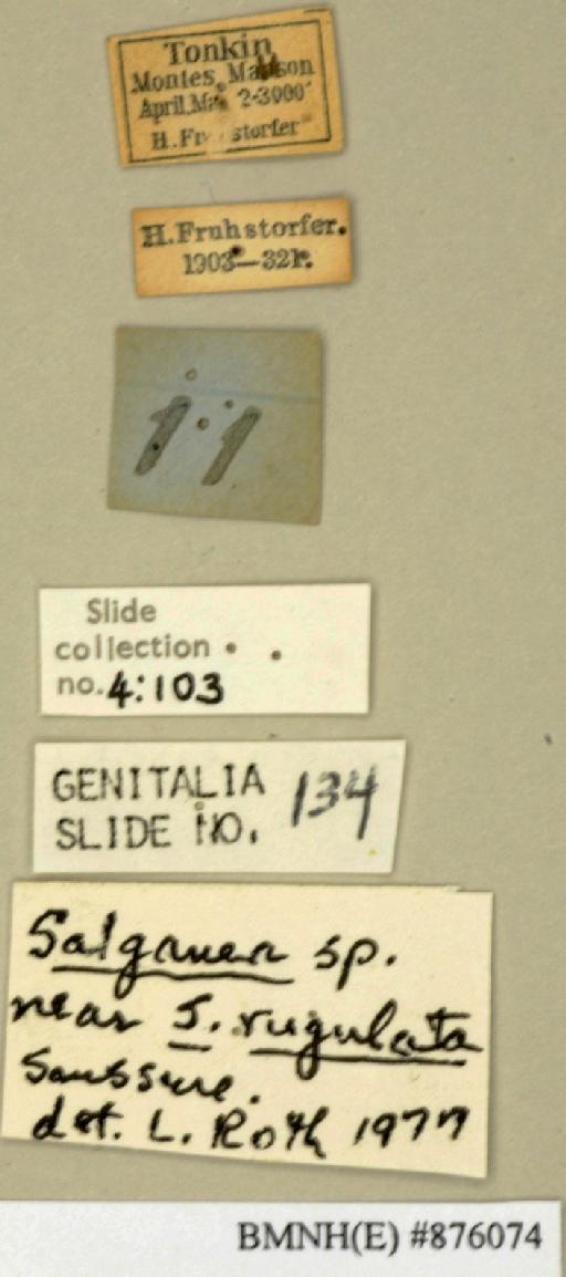 Salganea rugulata Saussure, 1895 - Salganea rugulata Saussure, 1895, male, non type, labels. Photographer: Edward Baker. BMNH(E)#876074