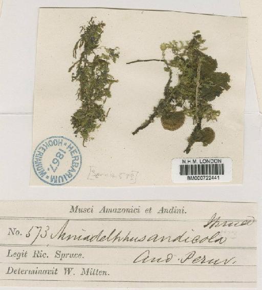 Mniadelphus andicola (Spruce ex Mitt.) A.Jaeger - BM000722441