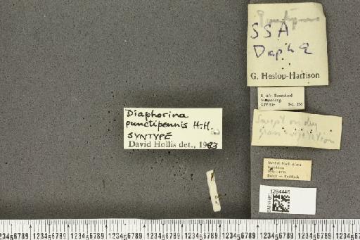 Diaphorina punctipennis Heslop-Harrison, 1961 - BMNHE_1264446_9518