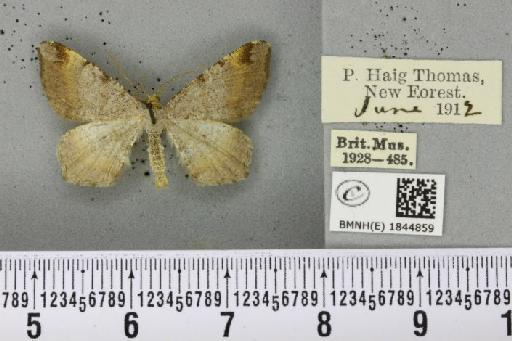 Macaria liturata (Clerck, 1759) - BMNHE_1844859_421161
