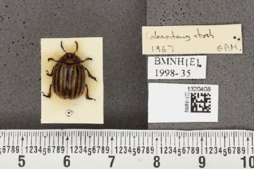 Leptinotarsa decemlineata (Say, 1824) - BMNHE_1320408_11650