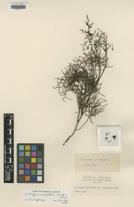 Stirlingia tenuifolia var. anethifolia (R.Br.) Benth. - BM001217191