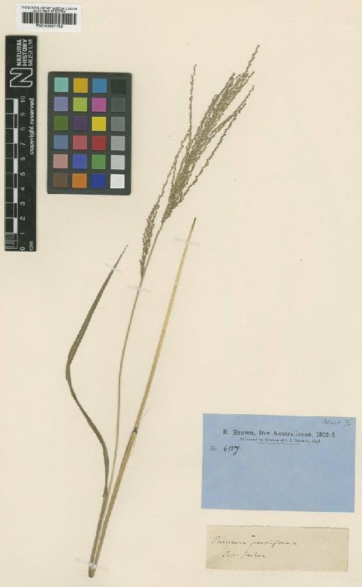 Digitaria parviflora (R.Br.) Hughes - BM000991755