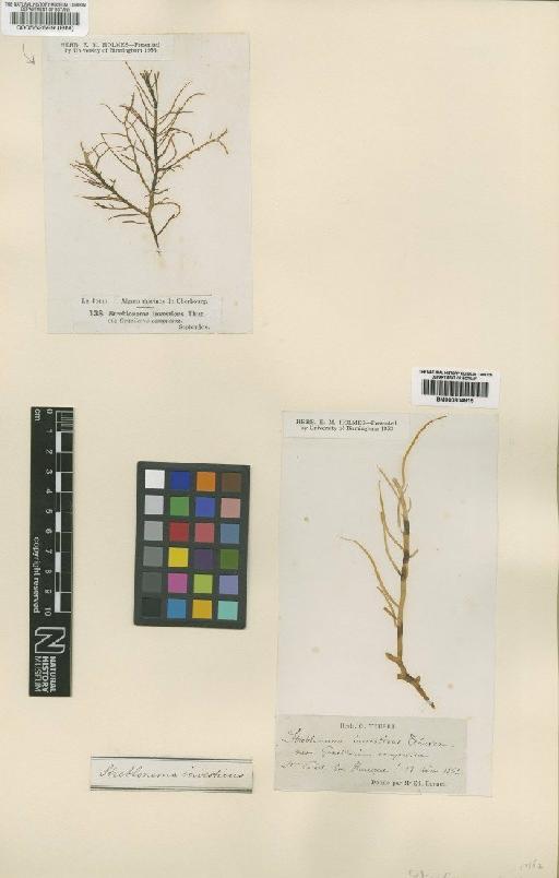 Cylindrocarpus microscopicus H.Crouan & P.Crouan - BM000804815