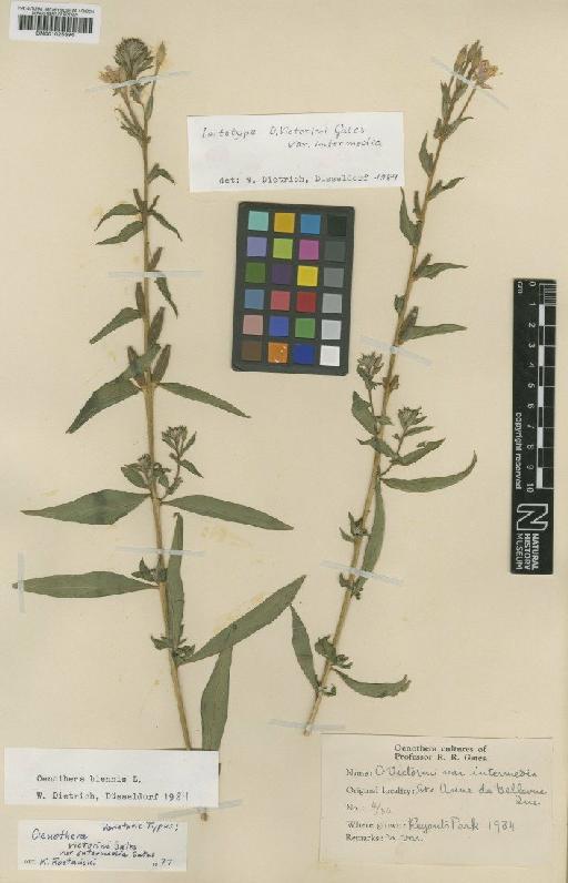 Oenothera victorinii var. intermedia R.R.Gates - BM001025694