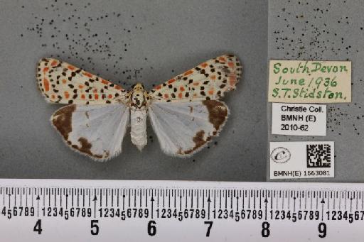 Utetheisa pulchella (Linnaeus, 1758) - BMNHE_1663081_283456