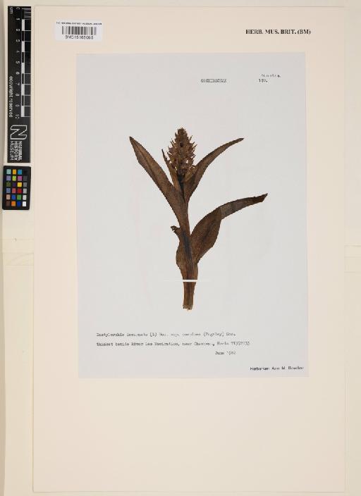 Dactylorhiza incarnata subsp. coccinea (Pugsley) Soó - 015166065