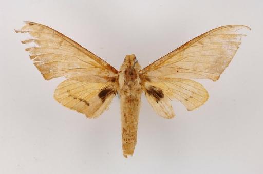 Pseudoclanis occidentalis Rothschild & Jordan, 1903 - Pseudoclanis occidentalis 270051 dorsal