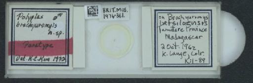 Polyplax brachyuromydis Kim & Emerson, 1974 - 010155494_816374_1431237