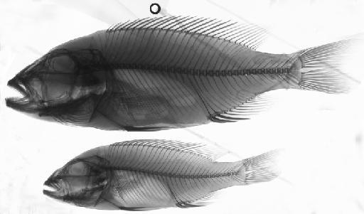 Haplochromis heterotaenia Trewavas, 1935 - BMNH 1935.6.14.1419-1420, SYNTYPES, Haplochromis heterotaenia, radiograph