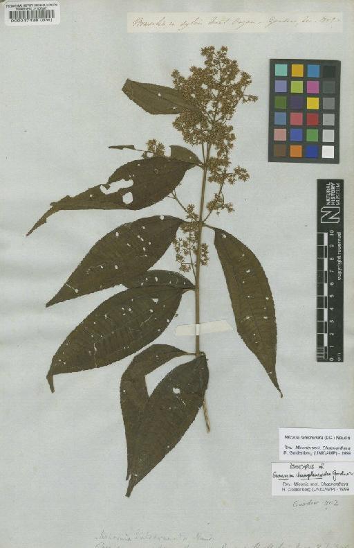 Miconia latecrenata (DC.) Naudin - BM000047438