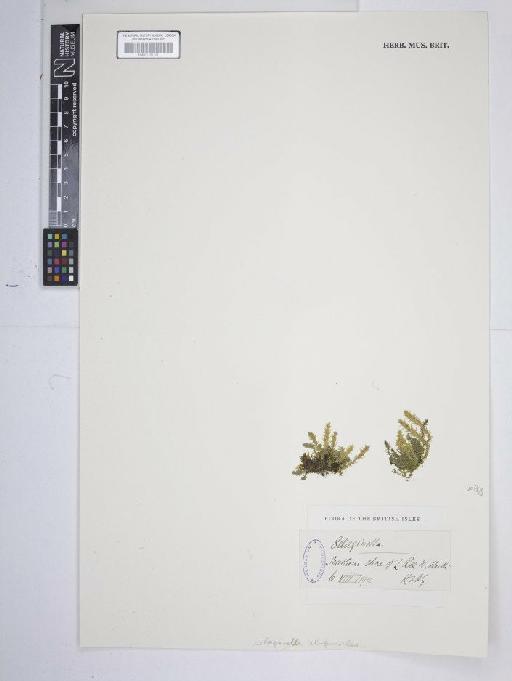 Selaginella selaginoides (L.) P.Beauv. ex Schrank & Mart. - BM001185104