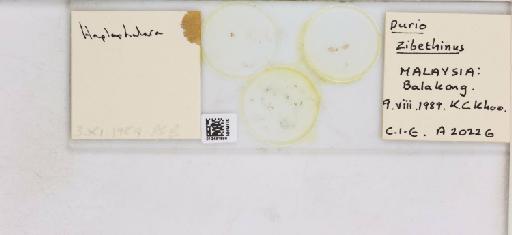 Diclidophlebia durio Heslop-Harrison, 1952 - 013481696_117188_510191_828698