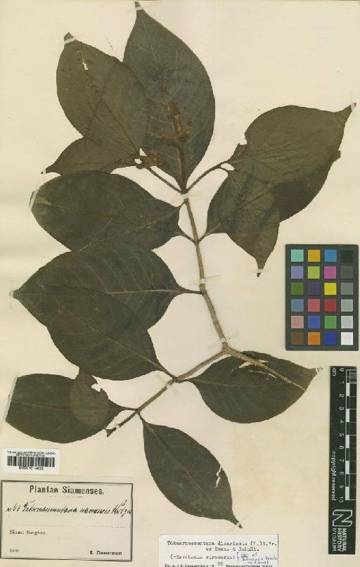 Tabernaemontana divaricata (L.) Roem. & Schult. - BM001014008