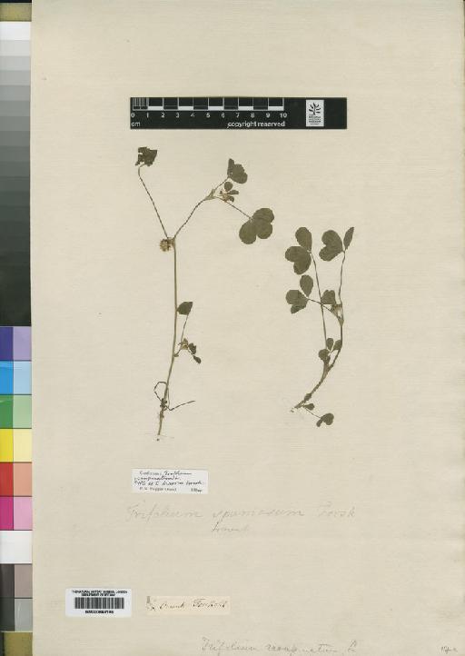 Trifolium resupinatum L. - BM000843196