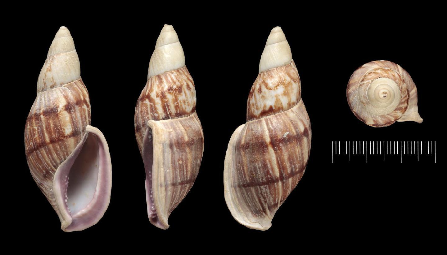 To NHMUK collection (Bulimus illustris Rolle, 1905; HOLOTYPE; NHMUK:ecatalogue:2727972)