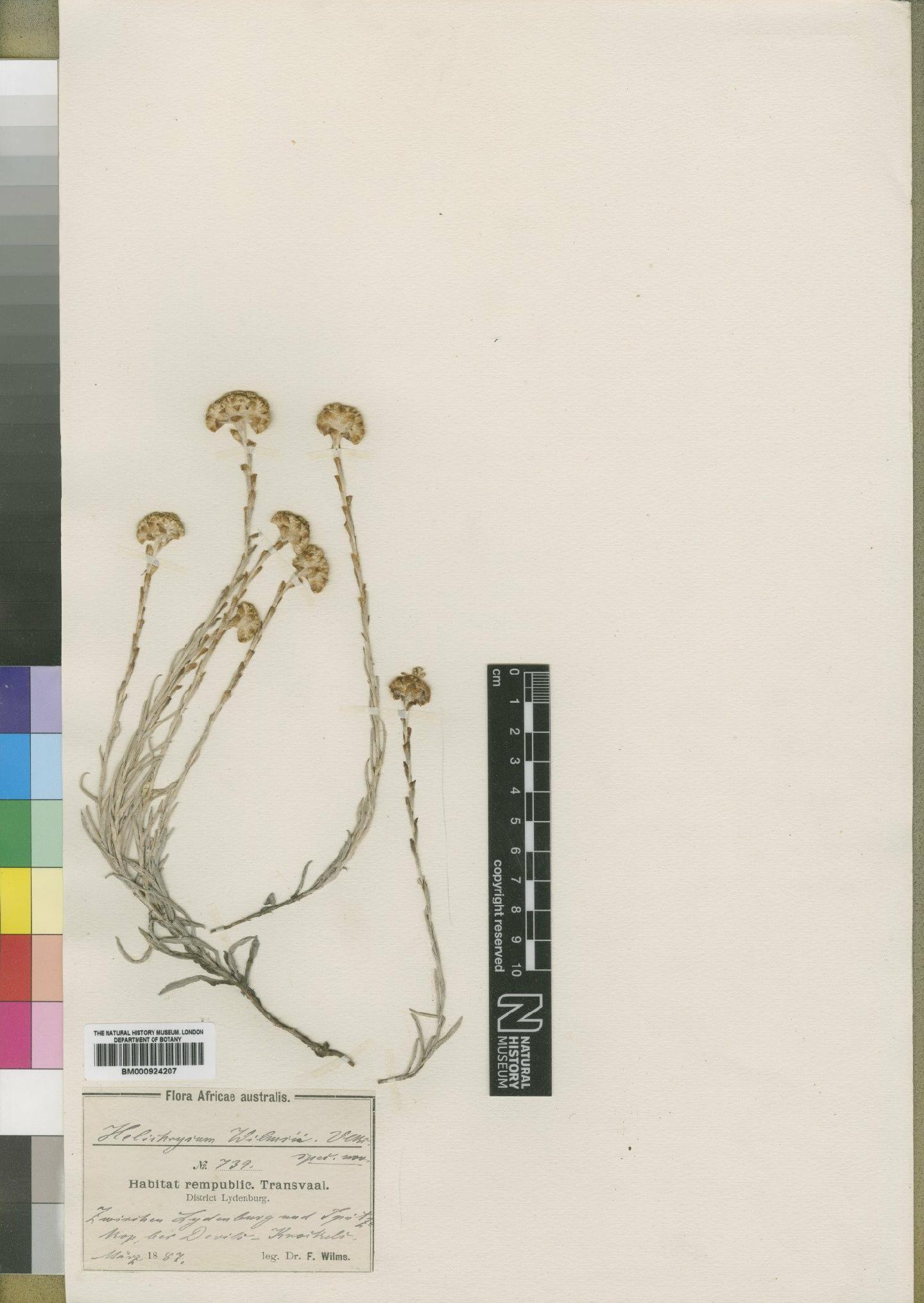 To NHMUK collection (Helichrysum truncatum Burtt Davy; Type; NHMUK:ecatalogue:4529235)