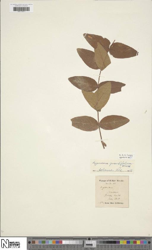 Hypericum grandifolium Choisy - BM001204415