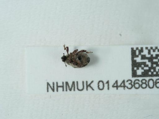 Rhinoncus pericarpius (Linnaeus, 1758) - 014436806_1