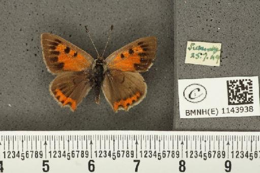 Lycaena phlaeas eleus ab. bipunctata Tutt, 1906 - BMNHE_1143938_108855