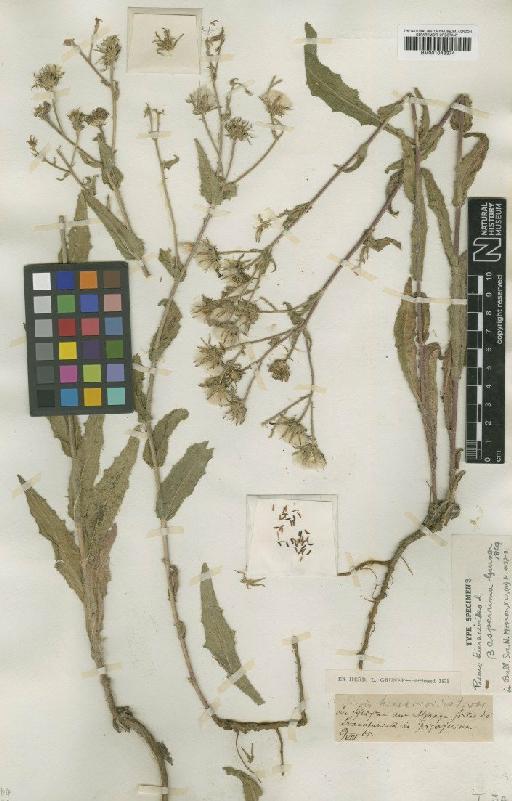 Picris hieracioides subsp. hieracioides L. - BM001043374