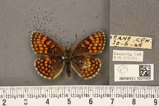 Melitaea athalia (Rottemburg, 1775) - BMNHE_1087059_57277