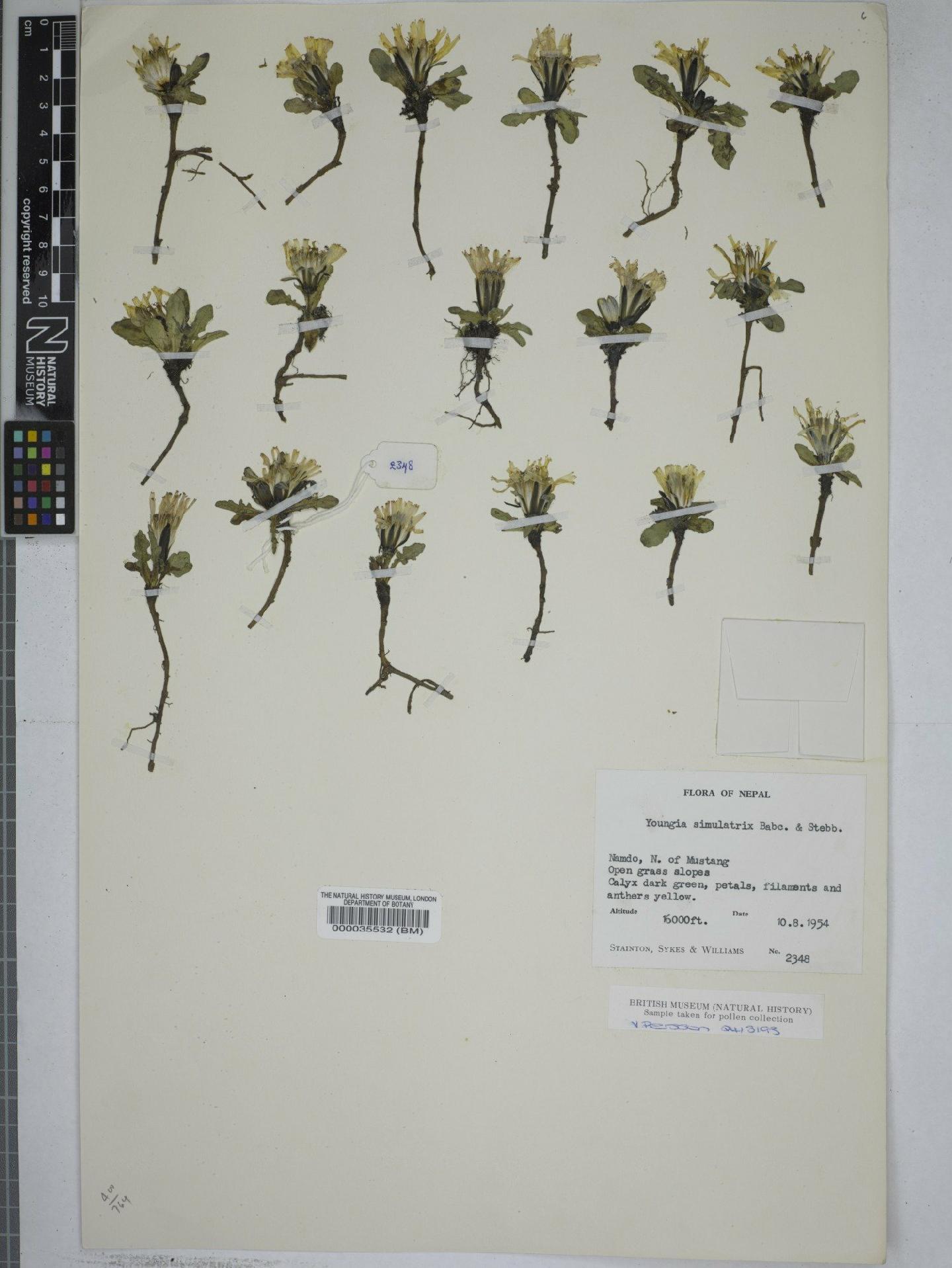 To NHMUK collection (Youngia simulatrix (Babc.) Babc. & Stebb.; NHMUK:ecatalogue:9149130)